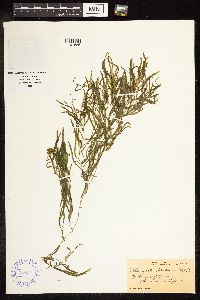 Potamogeton obtusifolius image