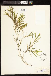 Potamogeton obtusifolius image