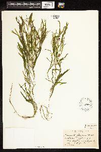 Potamogeton obtusifolius image