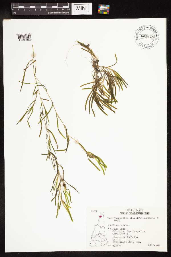 Potamogeton obtusifolius image