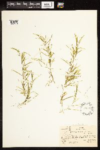 Potamogeton pusillus image