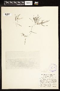 Potamogeton pusillus image