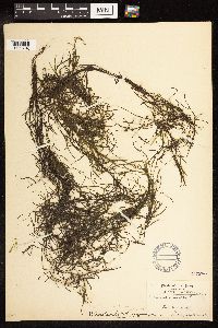 Potamogeton pusillus image