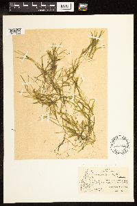 Potamogeton pusillus image