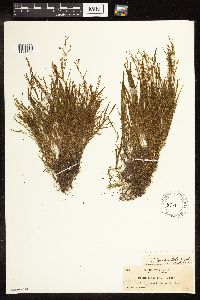 Potamogeton pusillus image