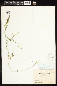 Potamogeton pusillus image