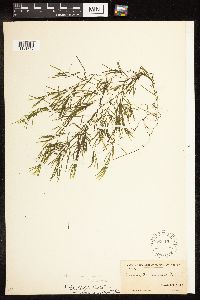 Potamogeton pusillus image
