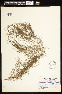 Potamogeton pusillus image