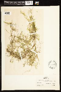 Potamogeton pusillus image