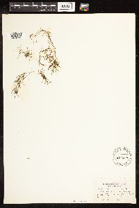Potamogeton pusillus image