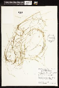 Potamogeton pusillus image