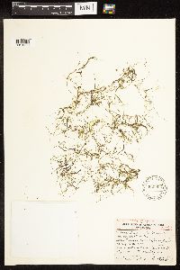 Potamogeton pusillus image
