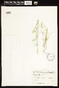 Potamogeton pusillus image