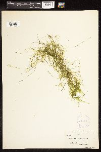Potamogeton pusillus image