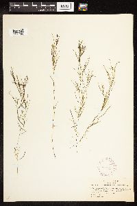 Potamogeton pusillus image