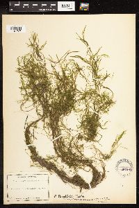 Potamogeton pusillus image