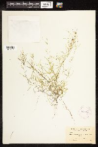 Potamogeton pusillus image