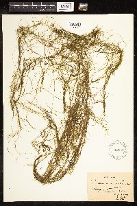 Potamogeton pusillus image