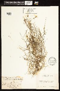 Potamogeton pusillus image