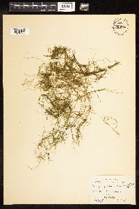 Potamogeton pusillus image
