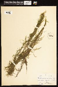 Potamogeton pusillus image