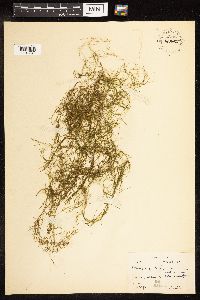Potamogeton pusillus image
