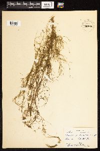Potamogeton pusillus image