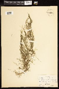 Potamogeton pusillus image