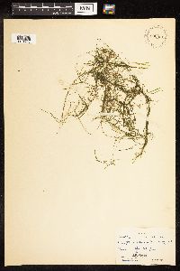 Potamogeton pusillus image