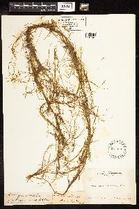 Potamogeton pusillus image