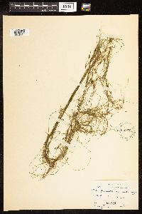 Potamogeton pusillus image