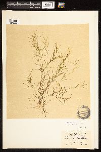 Potamogeton pusillus image