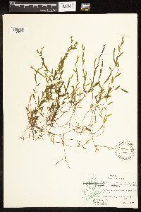 Potamogeton pusillus image