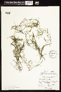Potamogeton pusillus image