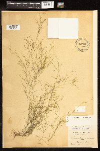 Potamogeton pusillus image