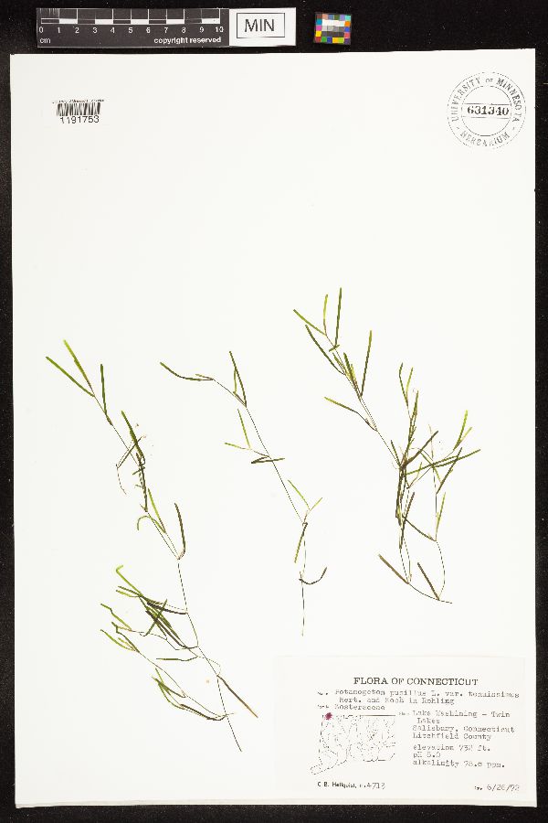 Potamogeton pusillus image