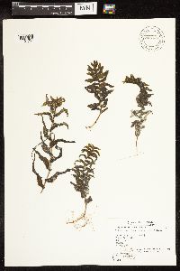 Potamogeton richardsonii image