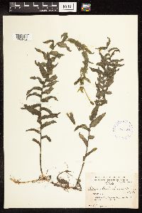 Potamogeton richardsonii image