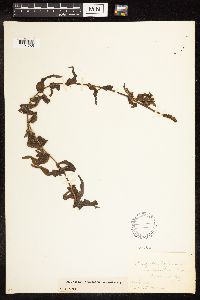 Potamogeton richardsonii image