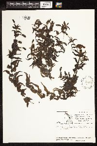 Potamogeton richardsonii image