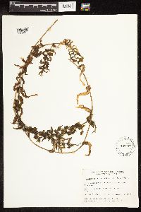 Potamogeton richardsonii image
