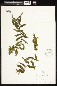 Potamogeton richardsonii image