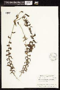 Potamogeton richardsonii image