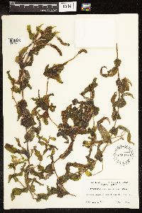 Potamogeton richardsonii image