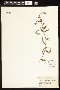 Potamogeton richardsonii image