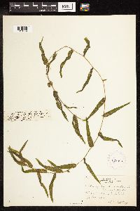 Potamogeton richardsonii image