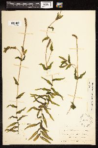 Potamogeton richardsonii image