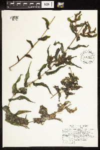 Potamogeton richardsonii image