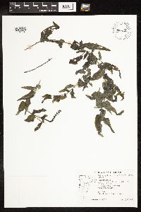 Potamogeton richardsonii image