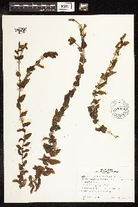 Potamogeton richardsonii image